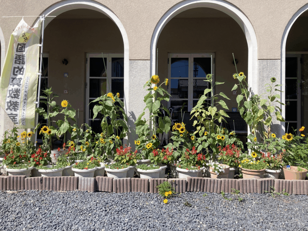 玉井教室の前で大きく育ったヒマワリ