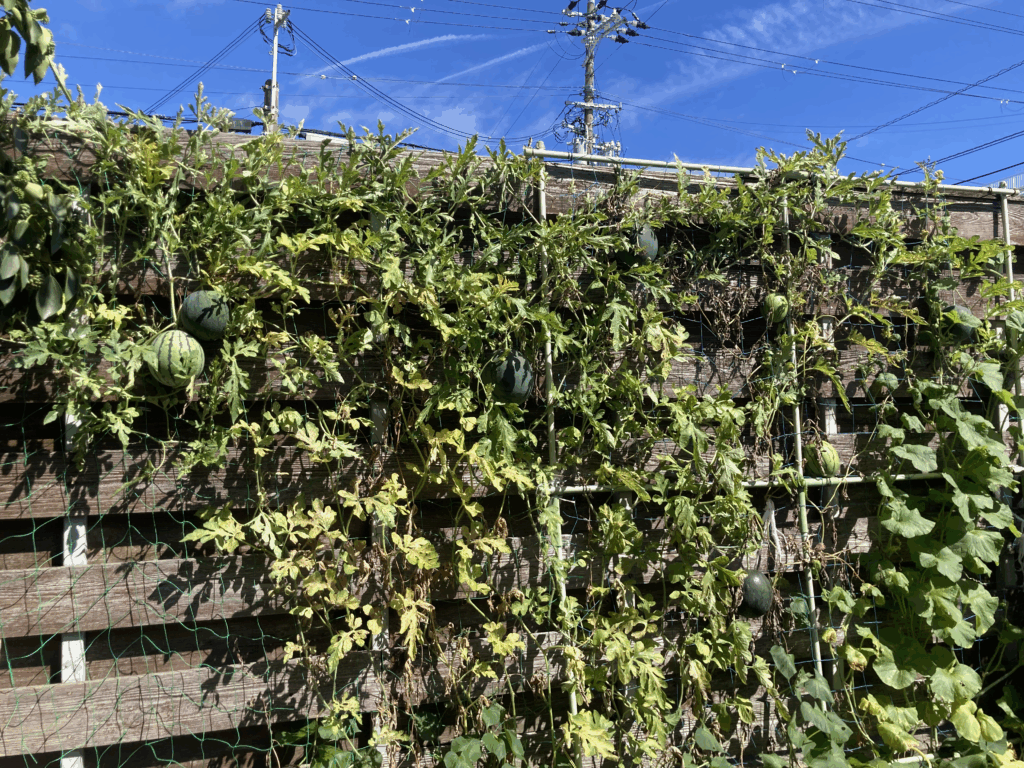 玉井教室で育てているスイカ