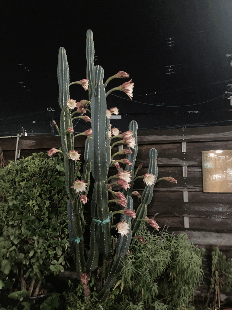 玉井教室で咲いた鬼面角（キメンカク）の白い花